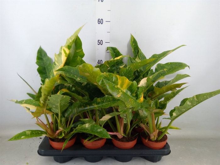 <h4>Philodendron  'Ring of Fire'</h4>