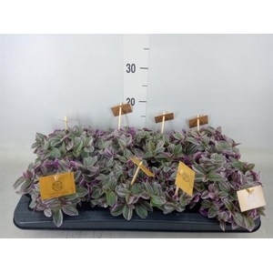 Tradescantia cerinth. 'Sweetness'