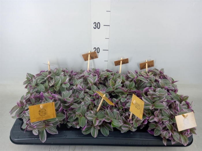 <h4>Tradescantia cerinth. 'Sweetness'</h4>