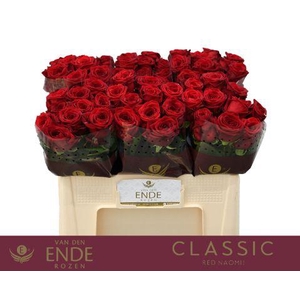 R GR RED NAOMI! CLASSIC 50cm