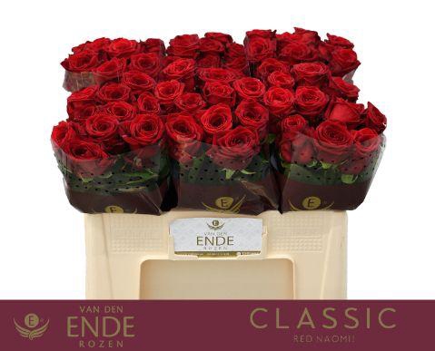 <h4>R GR RED NAOMI! CLASSIC 50cm</h4>