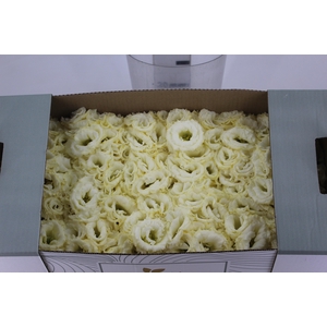 LISIANTHUS FLOR CHAMPAGNE/CREME