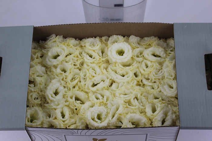 <h4>LISIANTHUS FLOR CHAMPAGNE/CREME</h4>