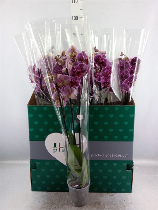 <h4>Phalaenopsis  'Jaguar'</h4>