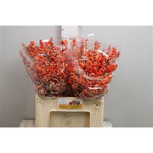 Ilex Ve Oudijks Orange