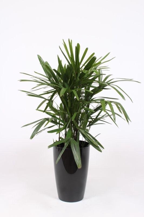<h4>Rhapis excelsa in Santorini pot "antraciet"</h4>