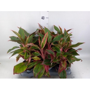 Aglaonema   ...