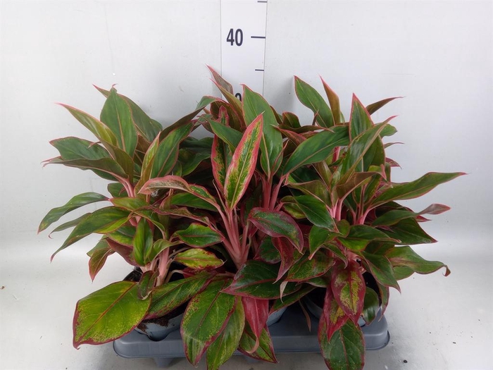 <h4>Aglaonema   ...</h4>