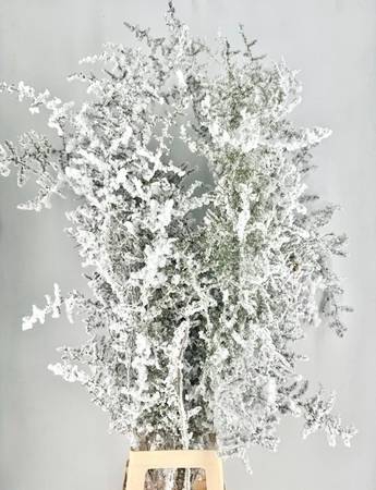 <h4>Asparagus Wild Snow White Biological</h4>