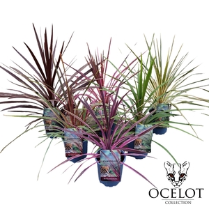 Cordyline 'Exclusive Mix' C2