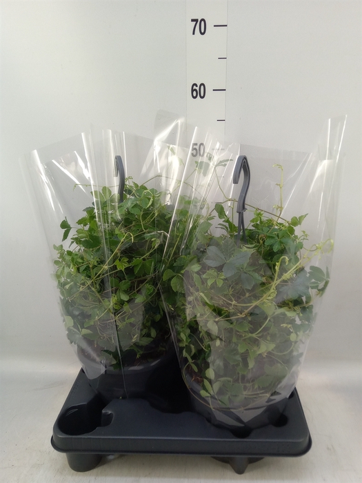 <h4>Hedera helix 'Wonder'</h4>