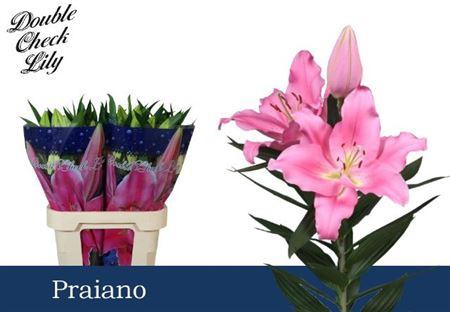 <h4>Li Or Praiano</h4>