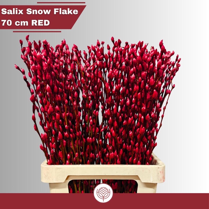 <h4>SALIX SN FLA KLB H%</h4>