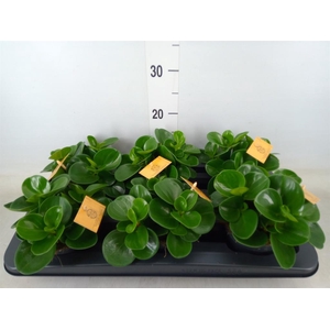 Peperomia obt. 'Green Gold'