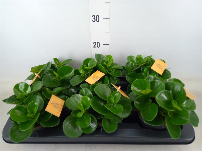 <h4>Peperomia obt. 'Green Gold'</h4>