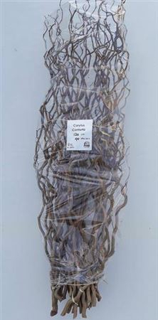 <h4>Corylus Av Contorta</h4>