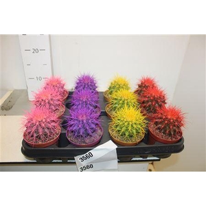 Echinoc Grusonii