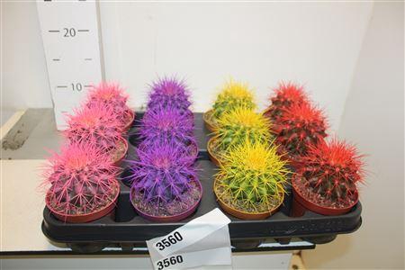<h4>Echinoc Grusonii</h4>