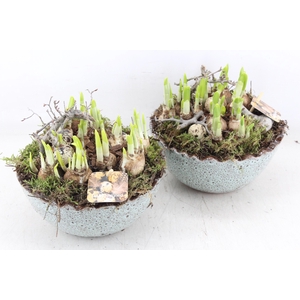 arr4 Narcis MB - Ker. luxe ei 285/5