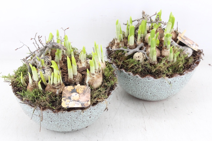 <h4>arr4 Narcis MB - Ker. luxe ei 285/5</h4>