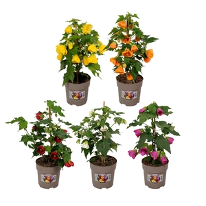 Abutilon P15 MIX