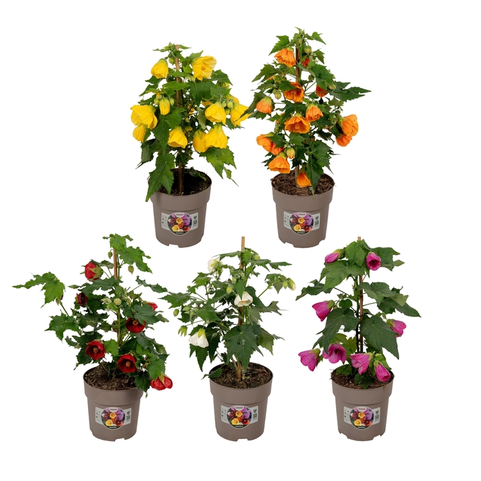 <h4>Abutilon P15 MIX</h4>