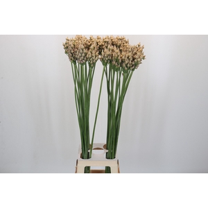 Allium After Bells