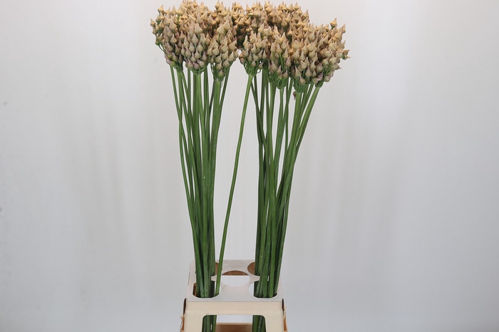 <h4>Allium After Bells</h4>