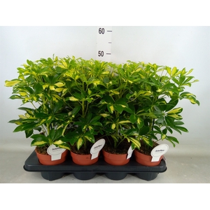Schefflera arbor. 'Gerda'