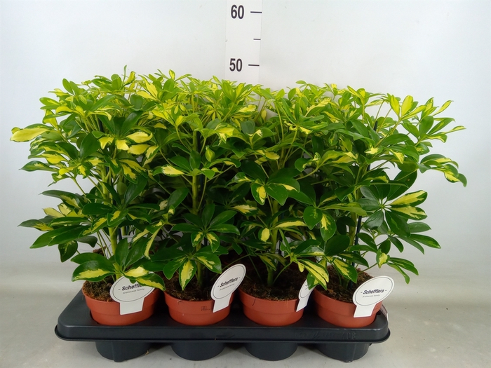 <h4>Schefflera arbor. 'Gerda'</h4>