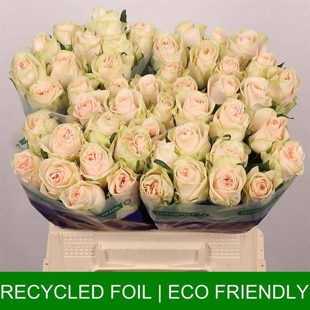 <h4>R GR WEDDING ROSE</h4>