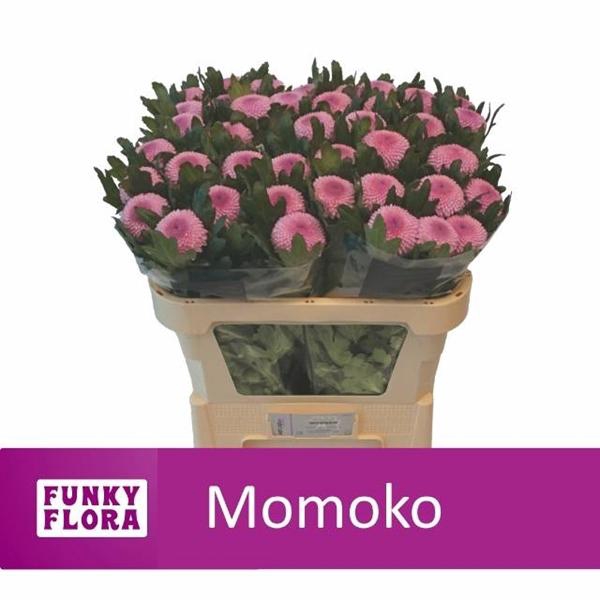 <h4>CHR G MOMOKO</h4>