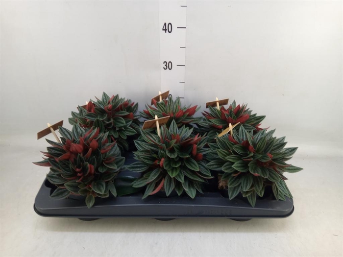 <h4>Peperomia caperata 'Rosso'</h4>