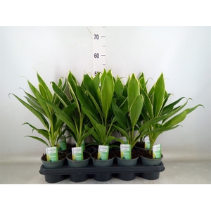 Cordyline fruti. 'Conga'