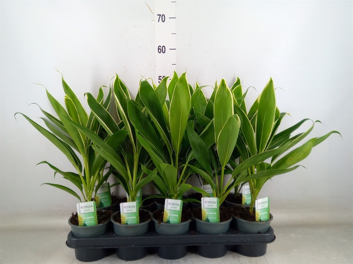 <h4>Cordyline fruti. 'Conga'</h4>