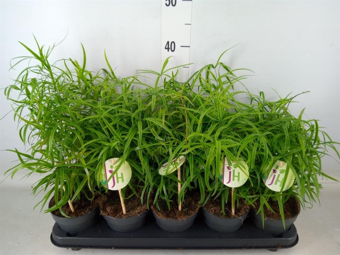 <h4>Asparagus falcatus</h4>