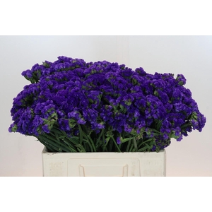 Limonium sinuatum Navy Sun Birds