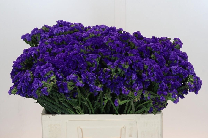 Limonium sinuatum Navy Sun Birds