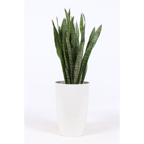 <h4>Sansevieria zeylanica in Santorini "wit"</h4>