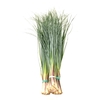 BEARGRASS