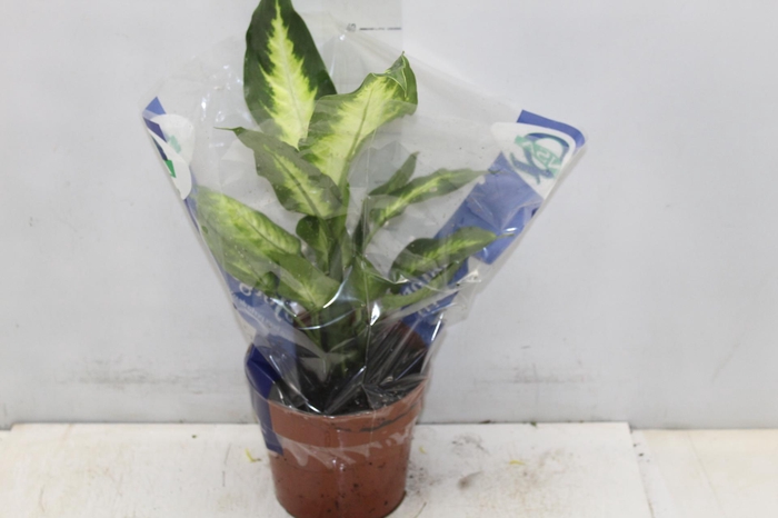 <h4>DIEFFENBACHIA VARIADO P17</h4>