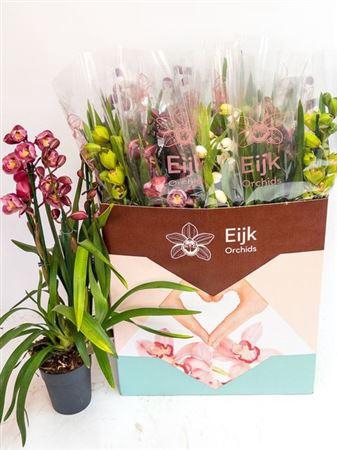 <h4>Cymb Gemengd 3 Branches</h4>