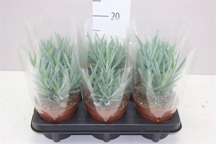 <h4>Curio M Everest</h4>