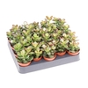 Crassula Ovata mini Minor, CR5010