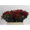 Hypericum True Romance