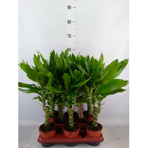Dracaena frag. 'Steudneri'