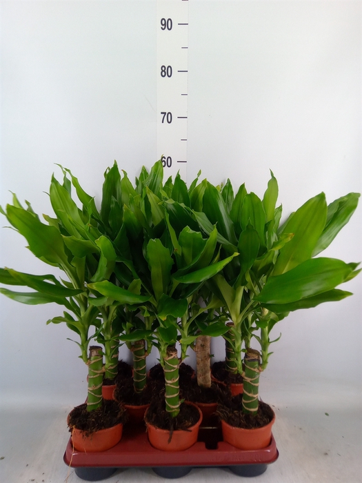 <h4>Dracaena frag. 'Steudneri'</h4>