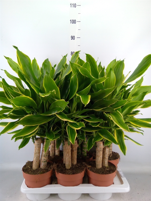 <h4>Dracaena frag. 'Golden Coast'</h4>