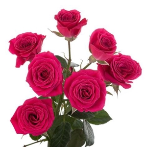 Rosa spray (our choice) cerise