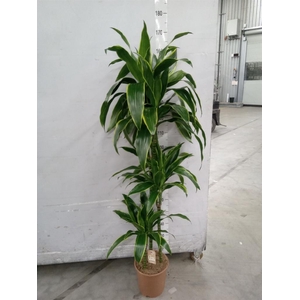 Dracaena fr de 'Art'
